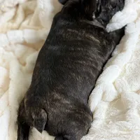 AKC Bosco, a male French Bulldog for sale in Corbin, KY – Photo 5 of 7