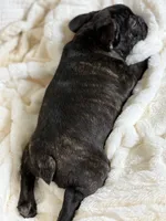AKC Bosco, a male French Bulldog for sale in Corbin, KY – Photo 5 of 7