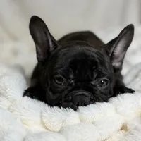 AKC Bosco, a male French Bulldog for sale in Corbin, KY – Photo 4 of 7