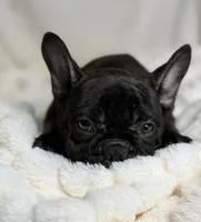 AKC Bosco, a male French Bulldog for sale in Corbin, KY – Photo 4 of 7