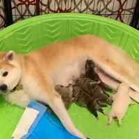 processed/f681c3b2-8321-48f8-8e1b-6149aa1ccd36/facility/ea74dee6-988e-4eb7-8b29-8cef3c1fff17