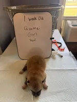 Qumei , a female Japanese Akita for sale in Hubert, NC – Photo 3 of 7