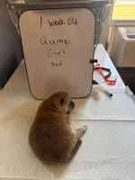 Qumei , a female Japanese Akita for sale in Hubert, NC – Photo 5 of 7