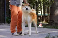 Qumei , a female Japanese Akita for sale in Hubert, NC – Photo 6 of 7