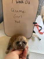 Qumei , a female Japanese Akita for sale in Hubert, NC – Photo 4 of 7