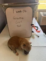 Qumei , a female Japanese Akita for sale in Hubert, NC – Photo 2 of 7