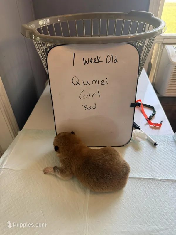 Qumei  – Japanese Akita puppy for sale in Hubert, NC