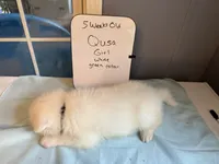 Qusa , a female Japanese Akita for sale in Hubert, NC – 4 of 7
