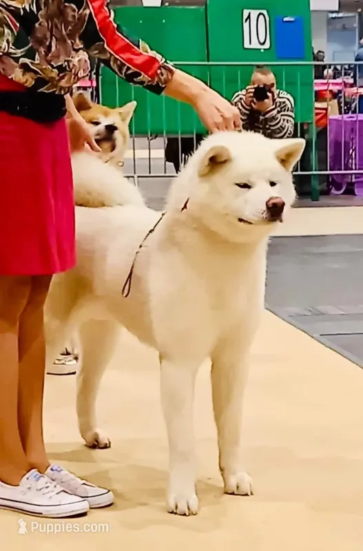 Japanese Akita