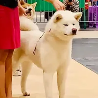Japanese Akita, a  Japanese Akita for sale in Hubert, NC – Photo 1 of 2