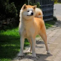 processed/f681c3b2-8321-48f8-8e1b-6149aa1ccd36/listing/0707b1b1-3167-4965-b456-4f8442cabd97/77e9e220-cc09-495a-9ed7-73165c76d865