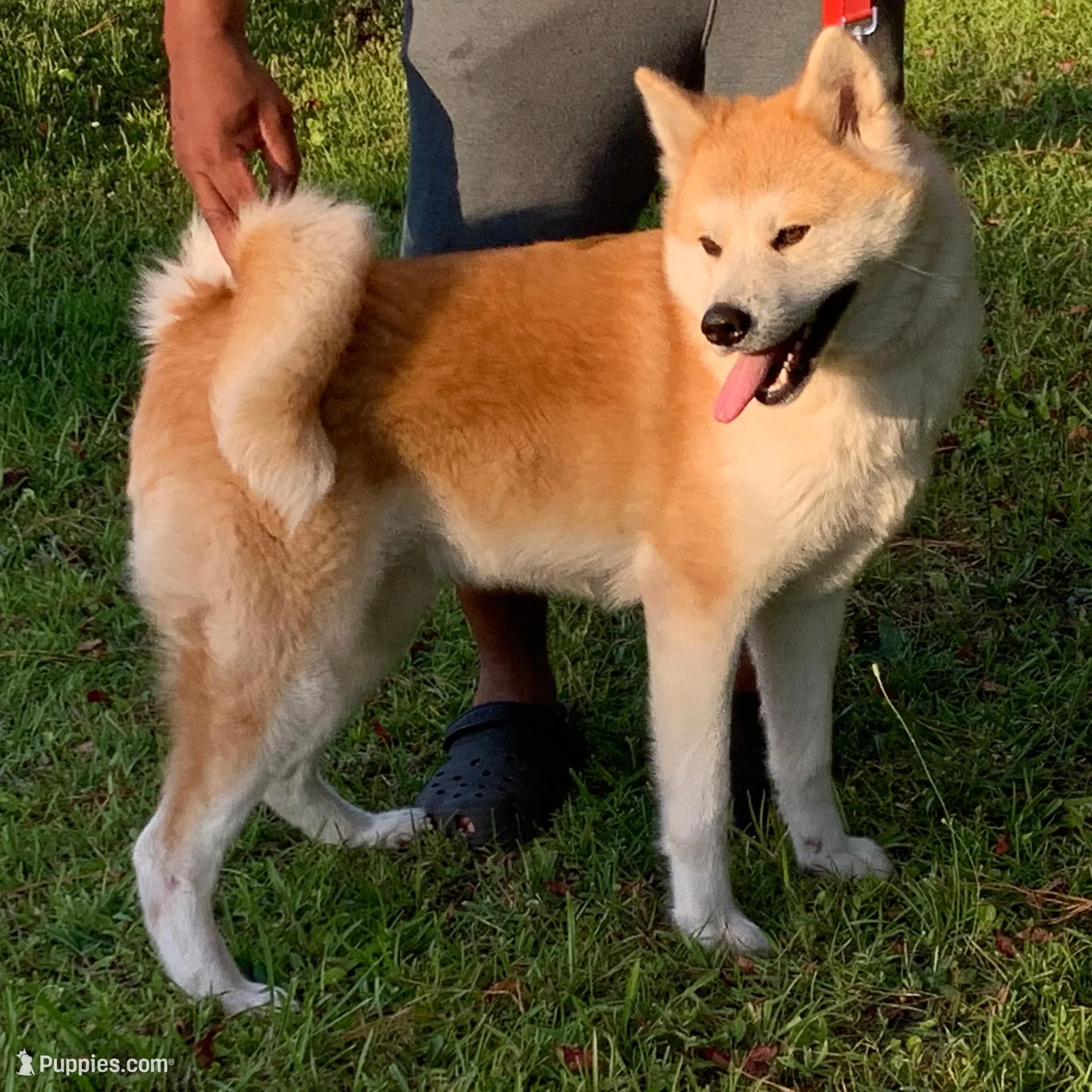 Japanese Akita, a  Japanese Akita for sale in Hubert, NC – Photo 2 of 2