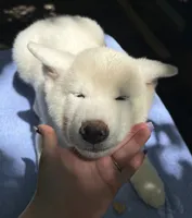 Pikotarou, a male Japanese Akita for sale in Hubert, NC – 5 of 10