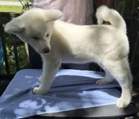 Pika, a female Japanese Akita for sale in Hubert, NC – 8 of 10