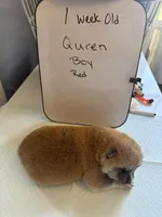 Quren, a male Japanese Akita for sale in Hubert, NC – Photo 3 of 7