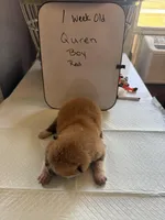 Quren, a male Japanese Akita for sale in Hubert, NC – Photo 5 of 7