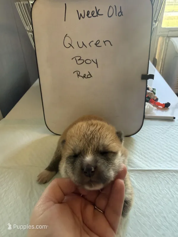 Quren – Japanese Akita puppy for sale in Hubert, NC