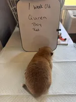 Quren, a male Japanese Akita for sale in Hubert, NC – Photo 4 of 7