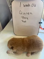 Quren, a male Japanese Akita for sale in Hubert, NC – Photo 2 of 7