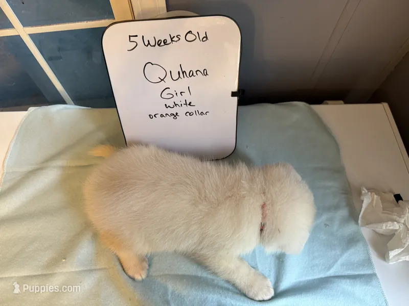 Quhana – Japanese Akita puppy for sale in Hubert, NC