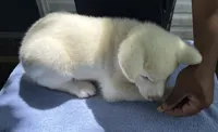 Pikotarou, a male Japanese Akita for sale in Hubert, NC – 3 of 10