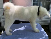 Pikotarou, a male Japanese Akita for sale in Hubert, NC – 6 of 10