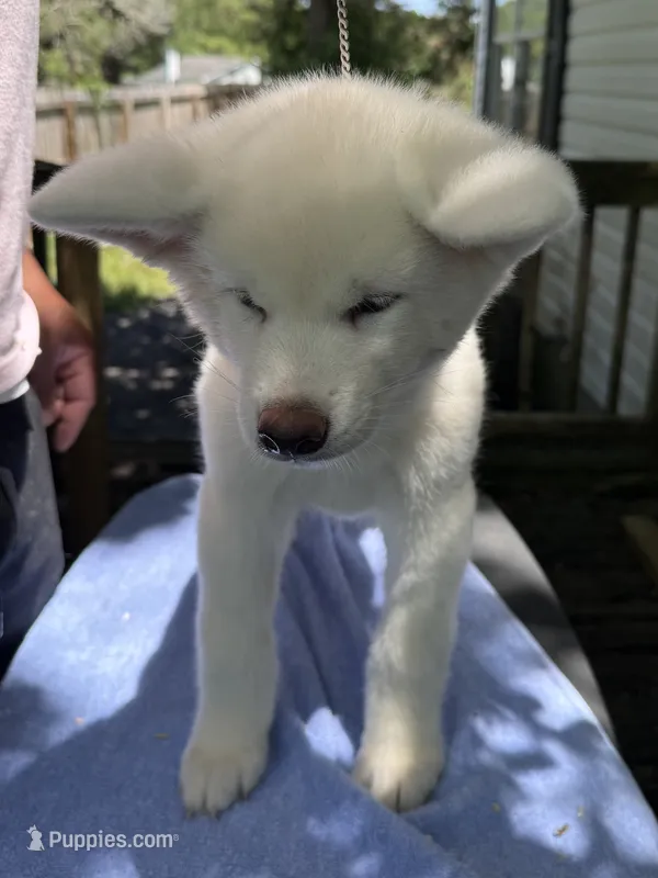 Pika – Japanese Akita puppy for sale in Hubert, NC