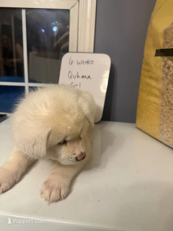 Quhana – Japanese Akita puppy for sale in Hubert, NC