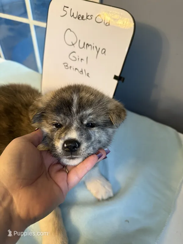 Qumiya – Japanese Akita puppy for sale in Hubert, NC