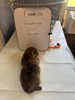 Qumiya, a female Japanese Akita for sale in Hubert, NC – Photo 4 of 7