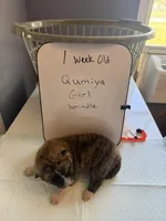 Qumiya, a female Japanese Akita for sale in Hubert, NC – Photo 2 of 7