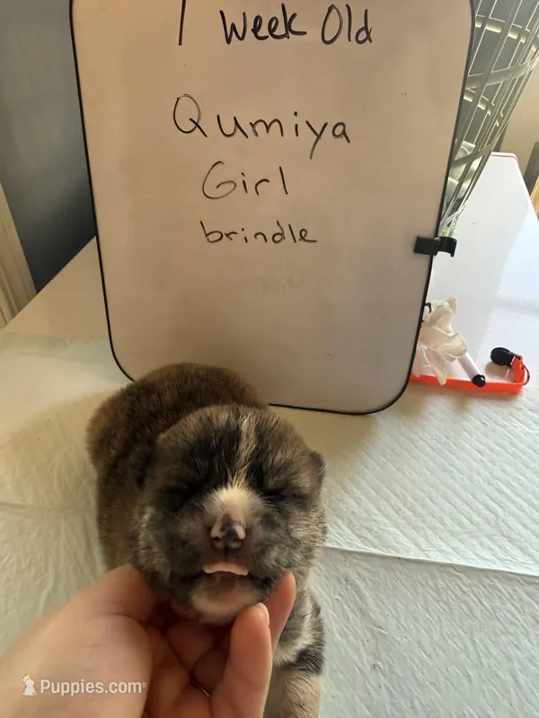 Qumiya – Japanese Akita puppy for sale in Hubert, NC