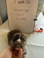 Qumiya, a female Japanese Akita for sale in Hubert, NC – Photo 1 of 7