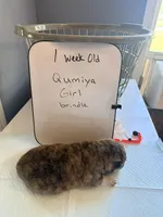 Qumiya, a female Japanese Akita for sale in Hubert, NC – Photo 3 of 7