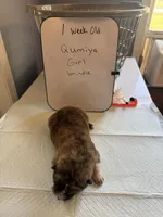 Qumiya, a female Japanese Akita for sale in Hubert, NC – Photo 5 of 7