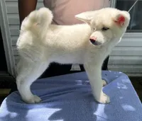Pika, a female Japanese Akita for sale in Hubert, NC – 4 of 10
