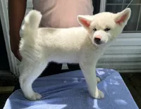 Pika, a female Japanese Akita for sale in Hubert, NC – 5 of 10