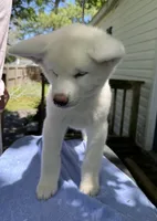 Pika, a female Japanese Akita for sale in Hubert, NC – 7 of 10