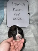 Paseri, a female Japanese Akita for sale in Hubert, NC – Photo 7 of 7