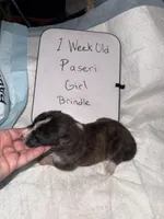 Paseri, a female Japanese Akita for sale in Hubert, NC – Photo 6 of 7