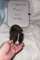 Paseri, a female Japanese Akita for sale in Hubert, NC – Photo 5 of 7