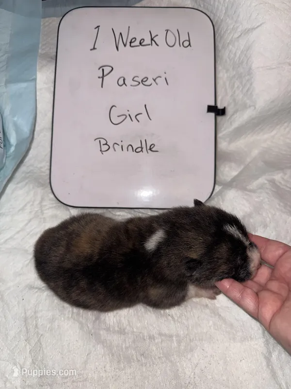 Paseri – Japanese Akita puppy for sale in Hubert, NC