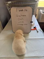 Quhana, a female Japanese Akita for sale in Hubert, NC – Photo 3 of 7