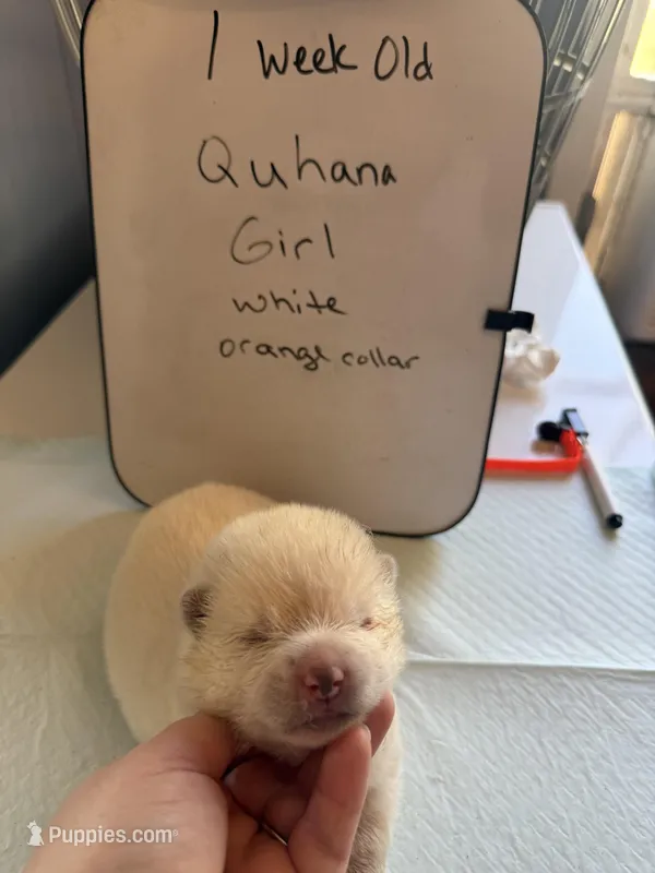 Quhana, a female Japanese Akita for sale in Hubert, NC – Photo 1 of 7