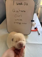 Quhana, a female Japanese Akita for sale in Hubert, NC – Photo 1 of 7