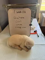 Quhana, a female Japanese Akita for sale in Hubert, NC – Photo 4 of 7