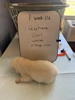 Quhana, a female Japanese Akita for sale in Hubert, NC – Photo 5 of 7