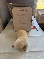 Quhana, a female Japanese Akita for sale in Hubert, NC – Photo 2 of 7