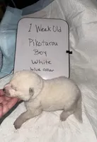 Pikotarou, a male Japanese Akita for sale in Hubert, NC – Photo 4 of 6