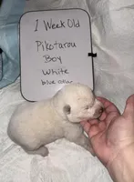 Pikotarou, a male Japanese Akita for sale in Hubert, NC – Photo 5 of 6